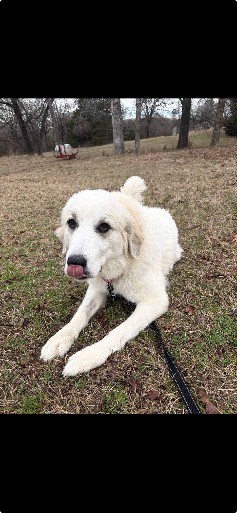 Tippy